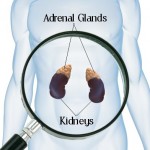 Adrenal Assessment - diagram