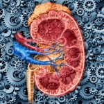 How Your Adrenals Work