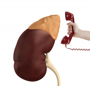 adrenal gland 9-1-1 response to stress