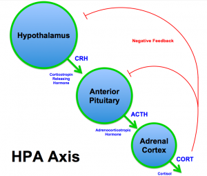 HPA Axis Diagram
