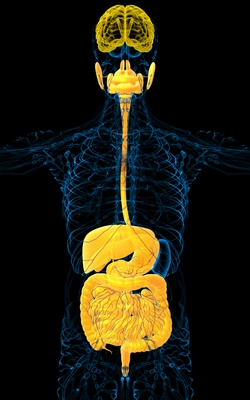 Gut Brain Connection